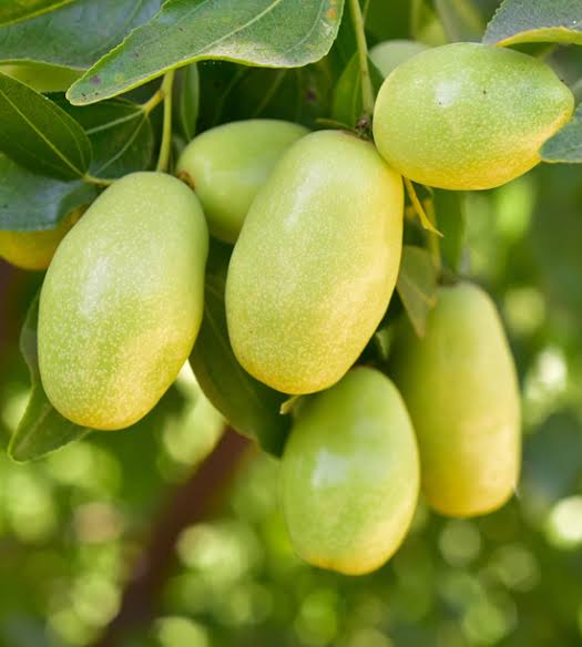 JOJOBA, SQUALANE & CIRE D’ABEILLE